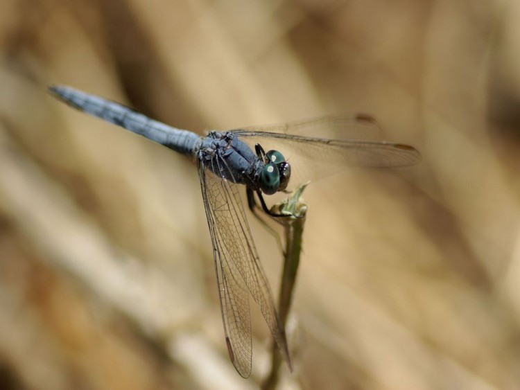 Fonds d'cran Animaux Insectes - Libellules Wallpaper N245297