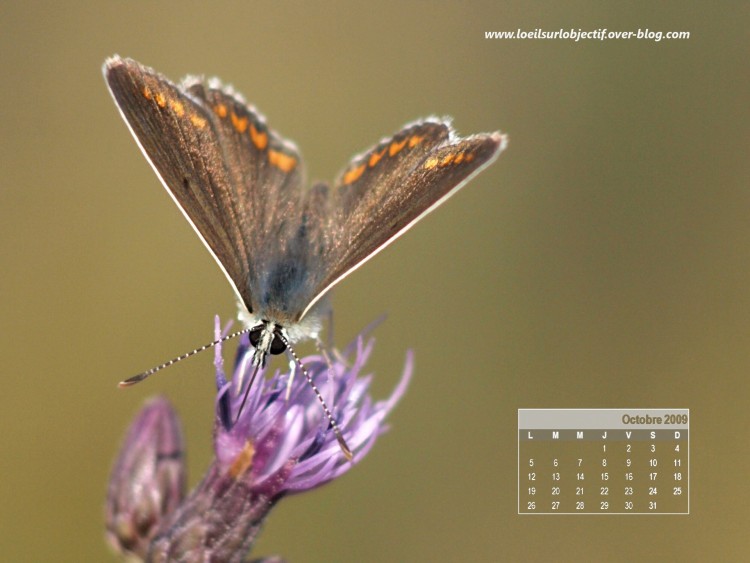 Wallpapers Animals Insects - Butterflies Le papillon d'octobre