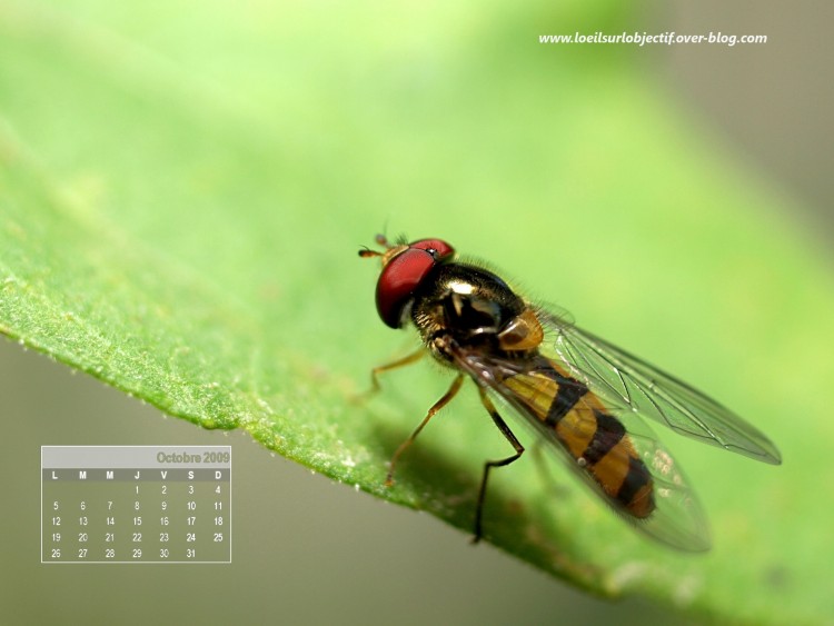 Fonds d'cran Animaux Insectes - Abeilles Gupes ... syrphydae d'octobre