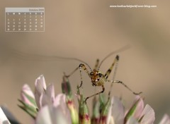 Fonds d'cran Animaux la sauterelle d'octobre