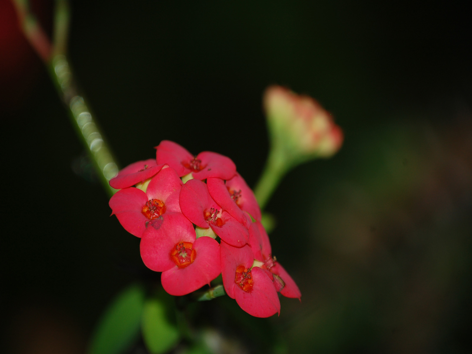 Fonds d'cran Nature Fleurs 