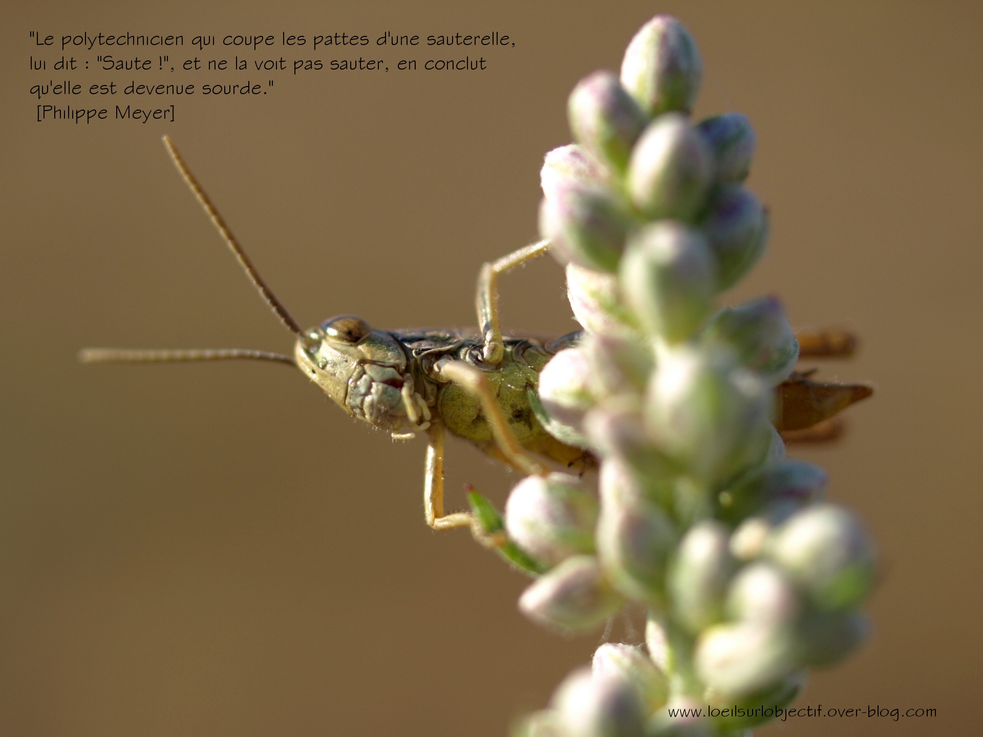 Wallpapers Animals Insects - Grasshoppers and Locusts Le polytechnicien et la sauterelle