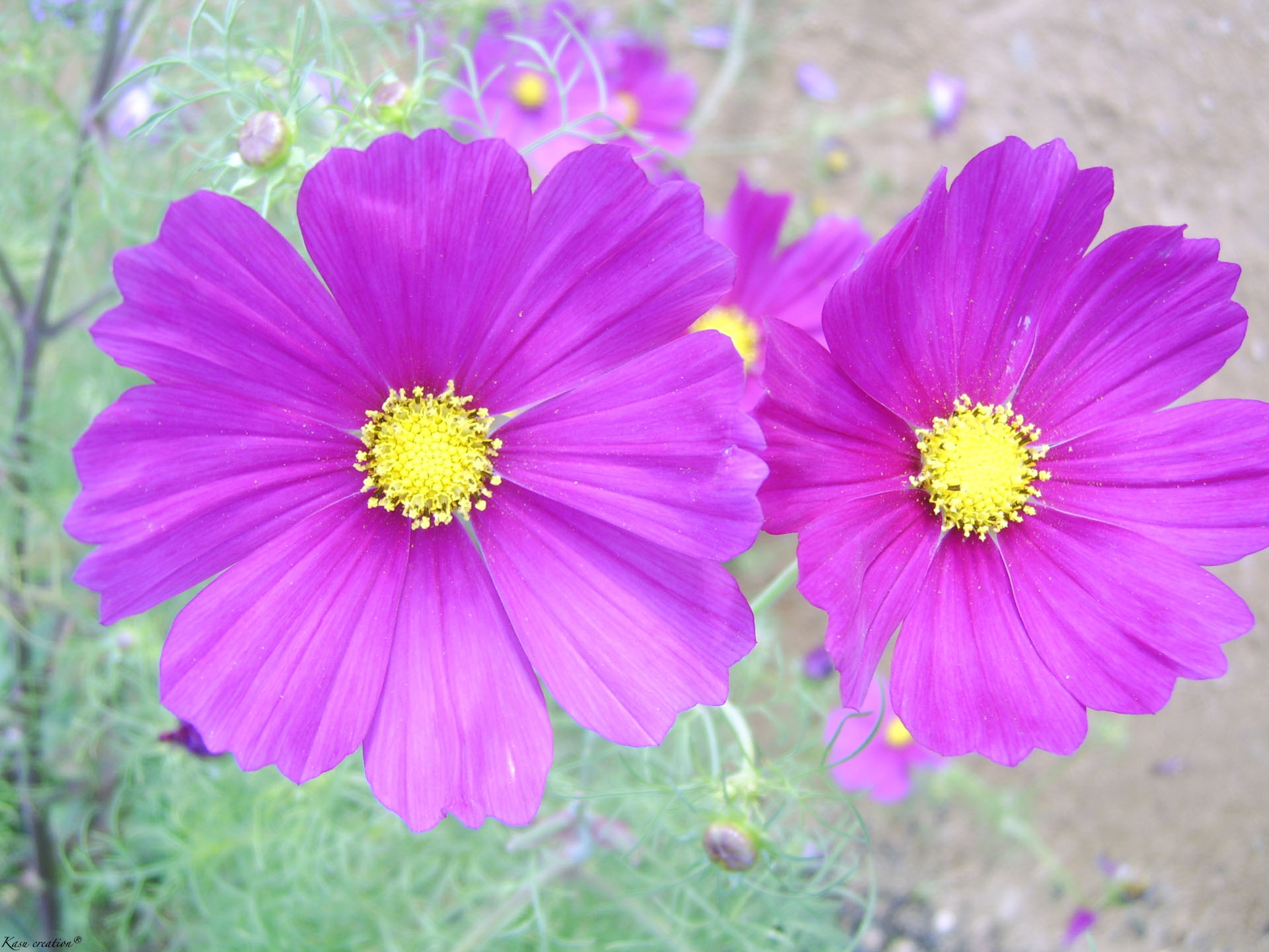 Fonds d'cran Nature Fleurs 