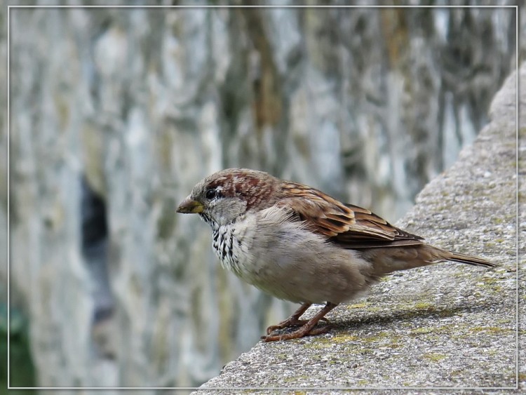 Fonds d'cran Animaux Oiseaux - Moineaux Moineau