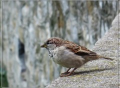 Fonds d'cran Animaux Moineau