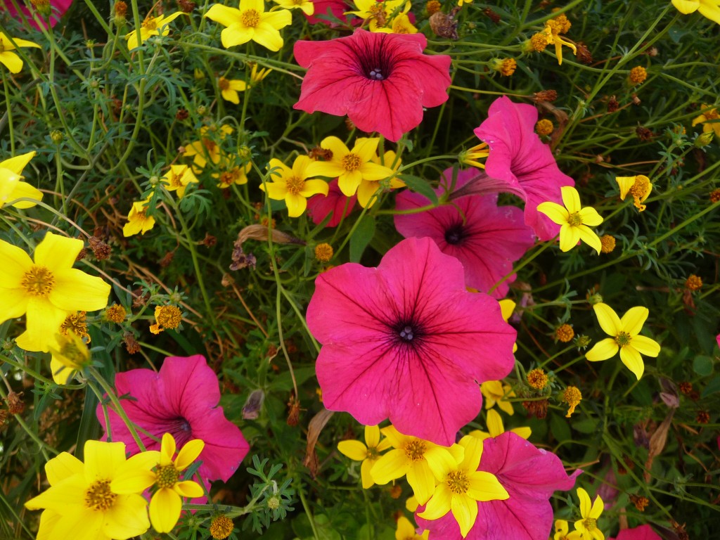 Fonds d'cran Nature Fleurs une vue d'avion