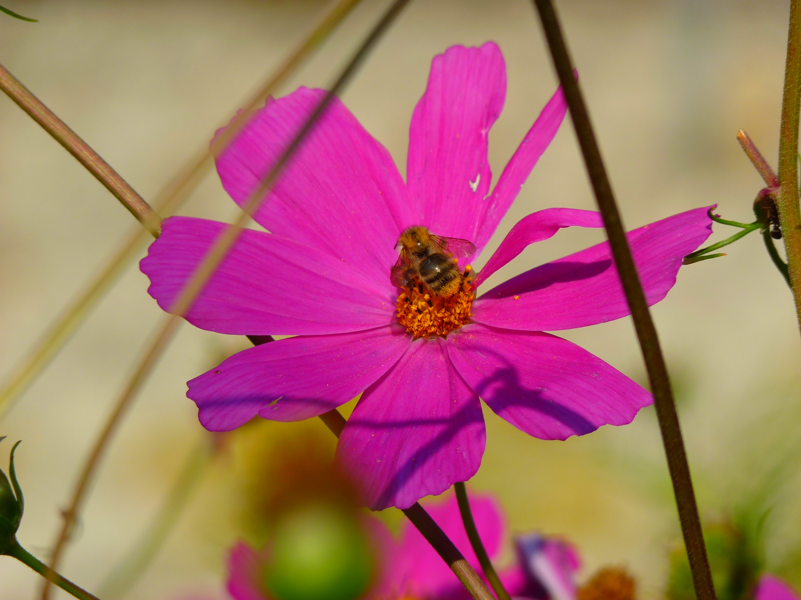 Fonds d'cran Nature Fleurs Fleur & Abeille