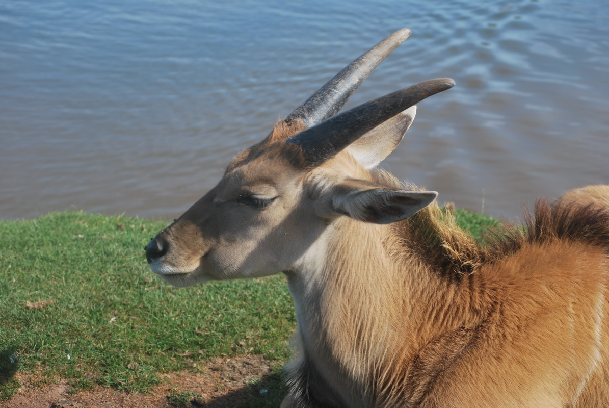 Fonds d'cran Animaux Divers 