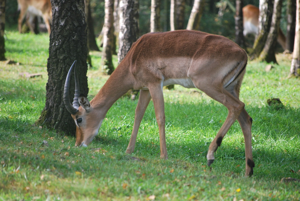 Wallpapers Animals Cervids 