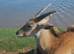 Fonds d'cran Animaux Image sans titre N245584