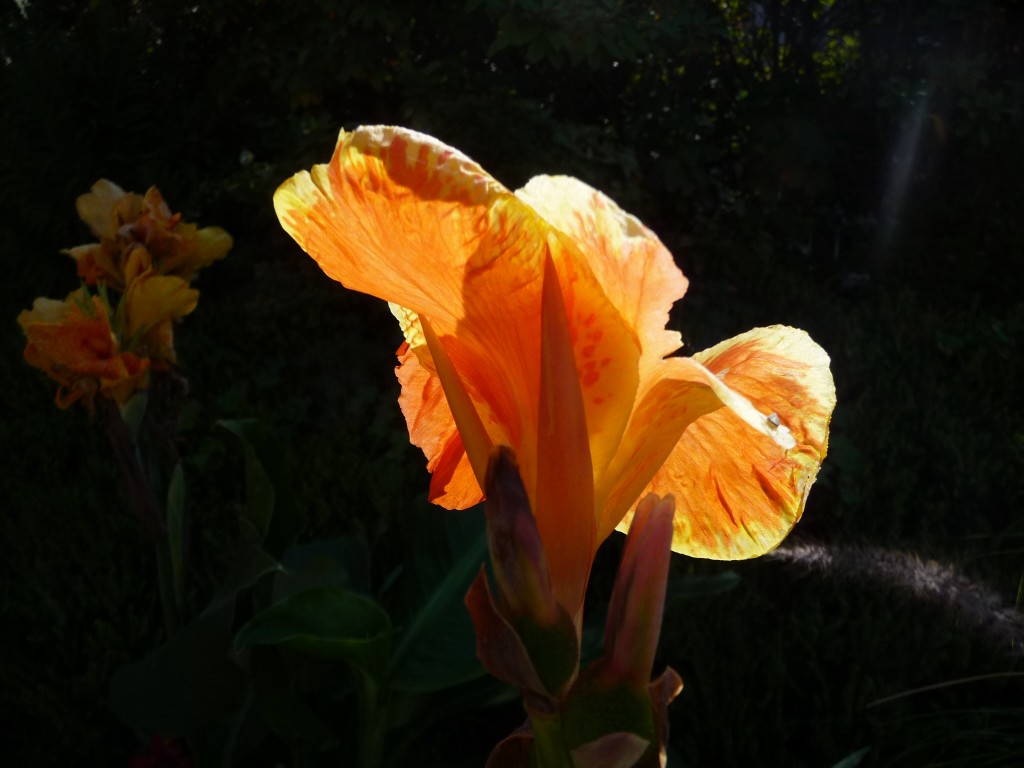 Fonds d'cran Nature Fleurs l'ilumination du canna