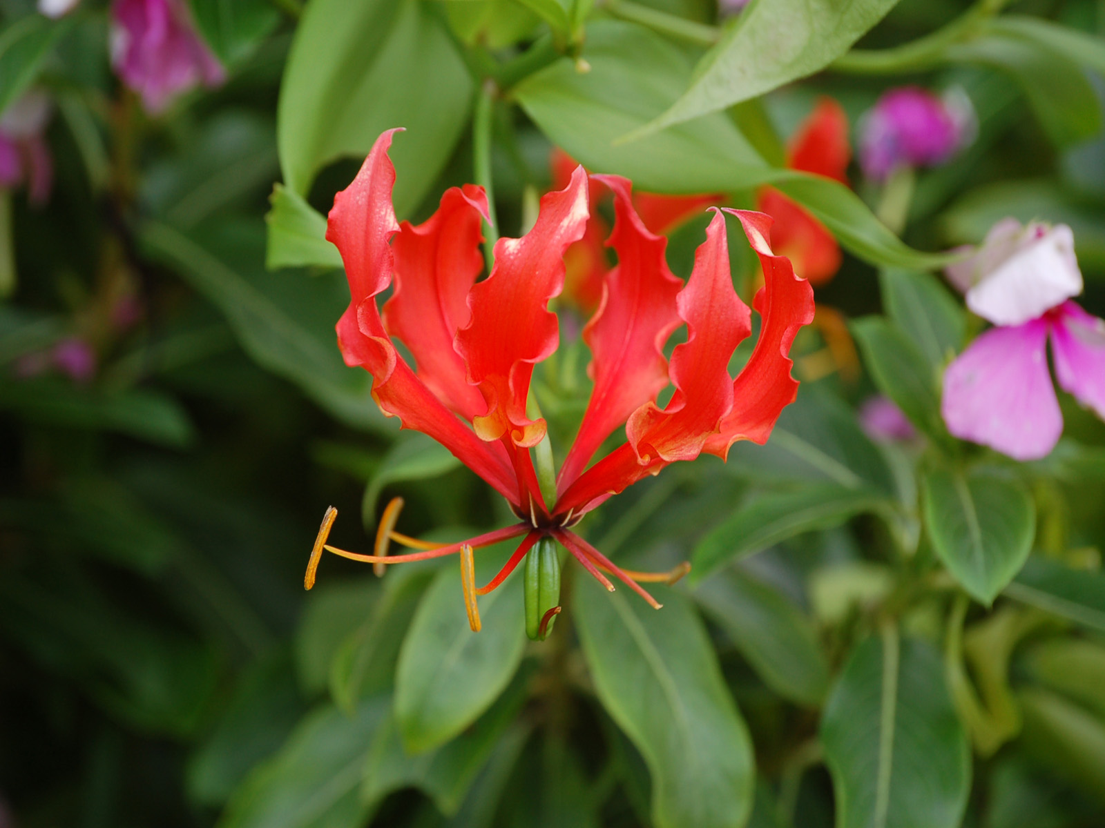 Fonds d'cran Nature Fleurs Hibiscus rose de chine