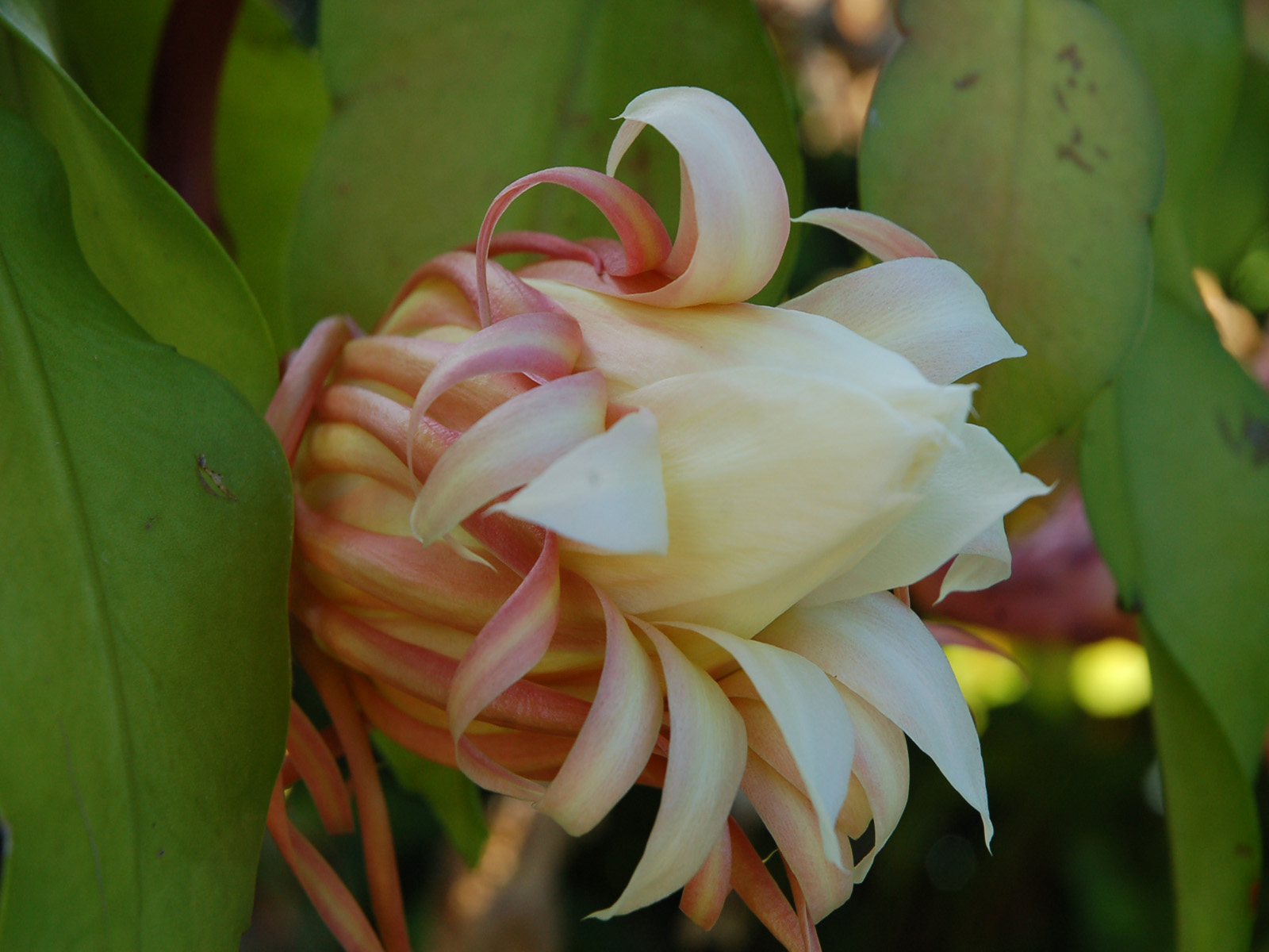 Wallpapers Nature Flowers belle de nuit