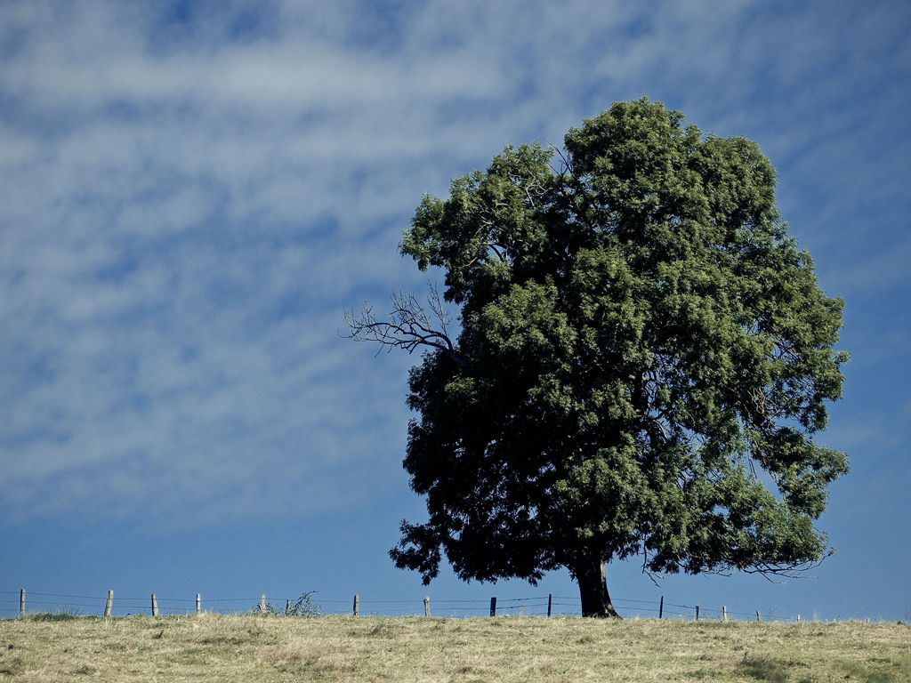 Fonds d'cran Nature Paysages Auprs de mon arbre