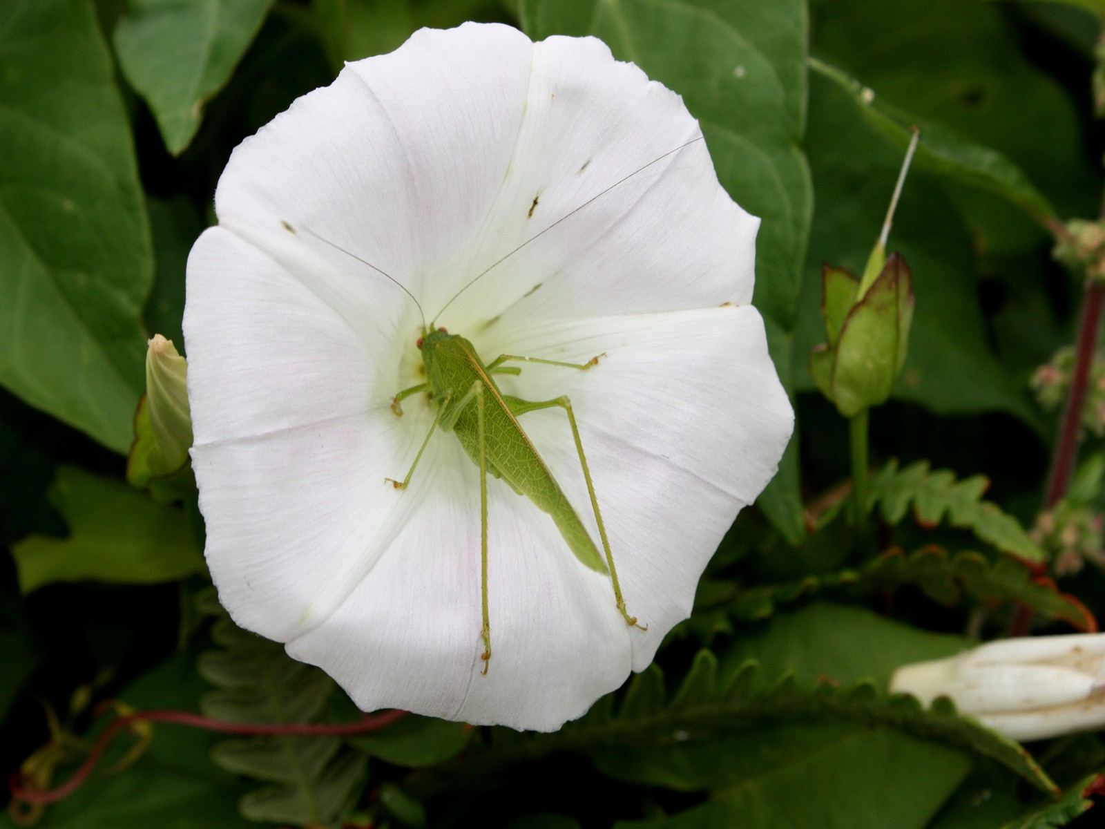 Wallpapers Nature Flowers Incognito.