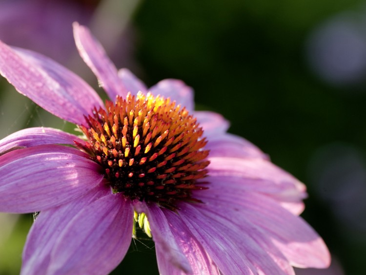 Fonds d'cran Nature Fleurs Bain de soleil