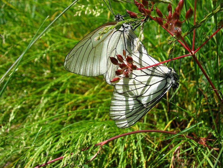 Fonds d'cran Animaux Insectes - Papillons le gaz