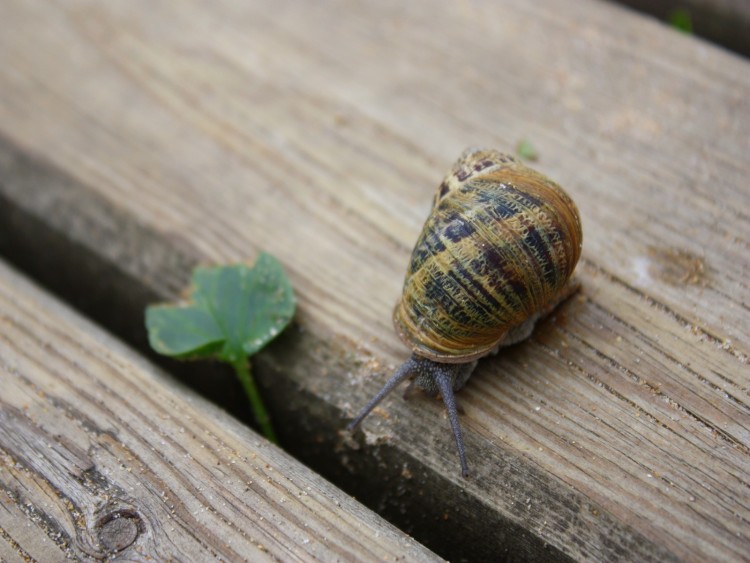 Wallpapers Animals Snails - Slugs Lente promenade.