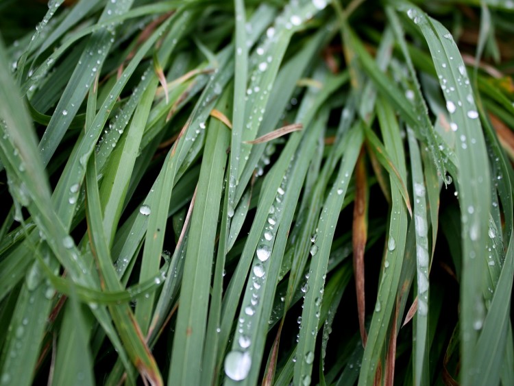 Wallpapers Nature Herbs Fraicheur matinal.