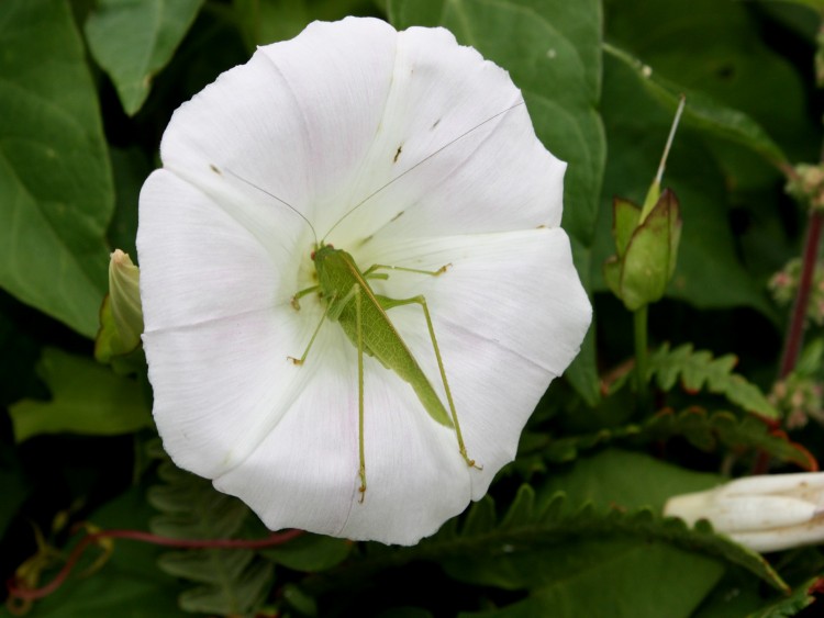 Fonds d'cran Nature Fleurs Incognito.