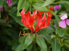 Fonds d'cran Nature Hibiscus rose de chine