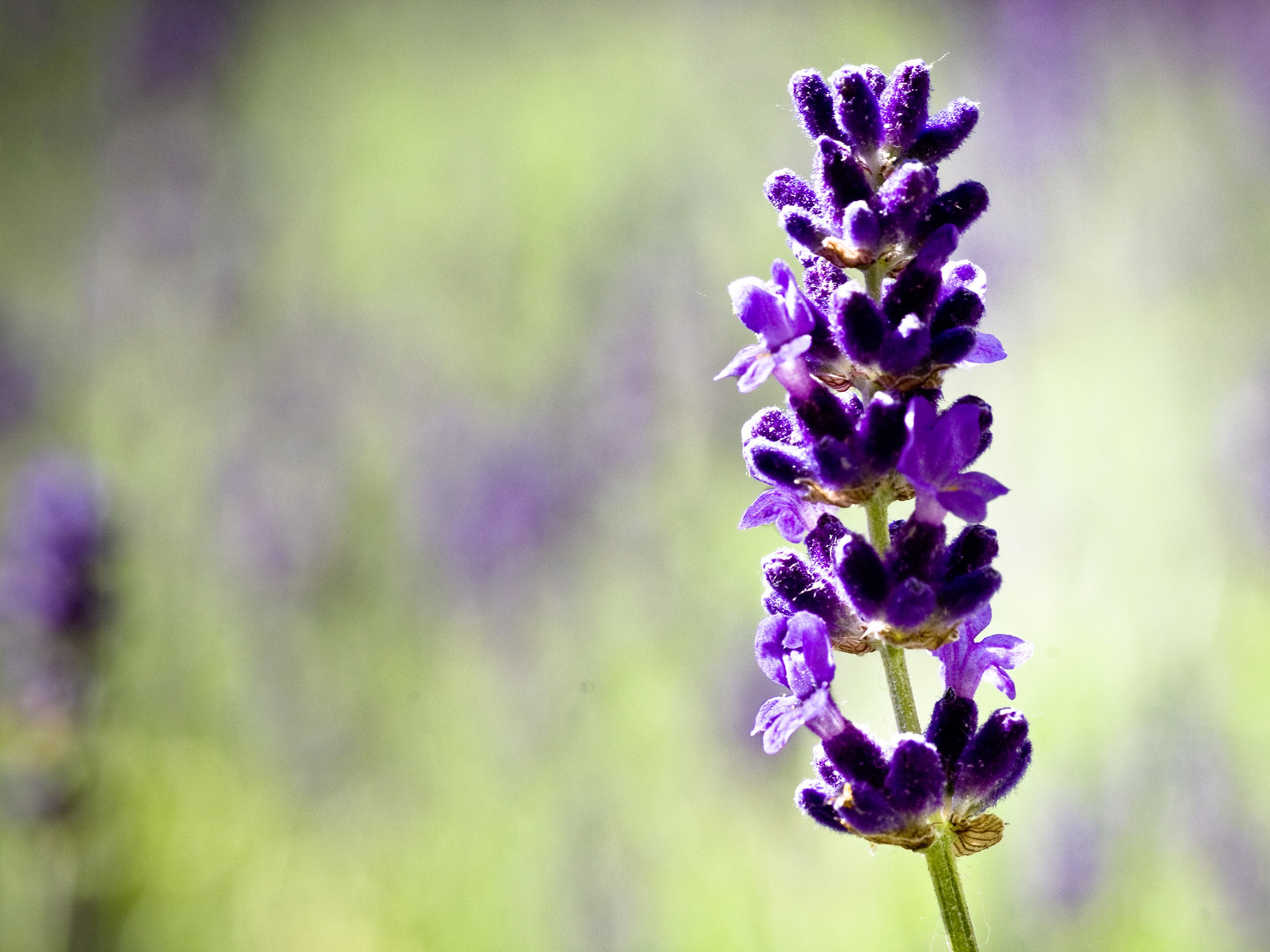 Wallpapers Nature Flowers Parfum estival