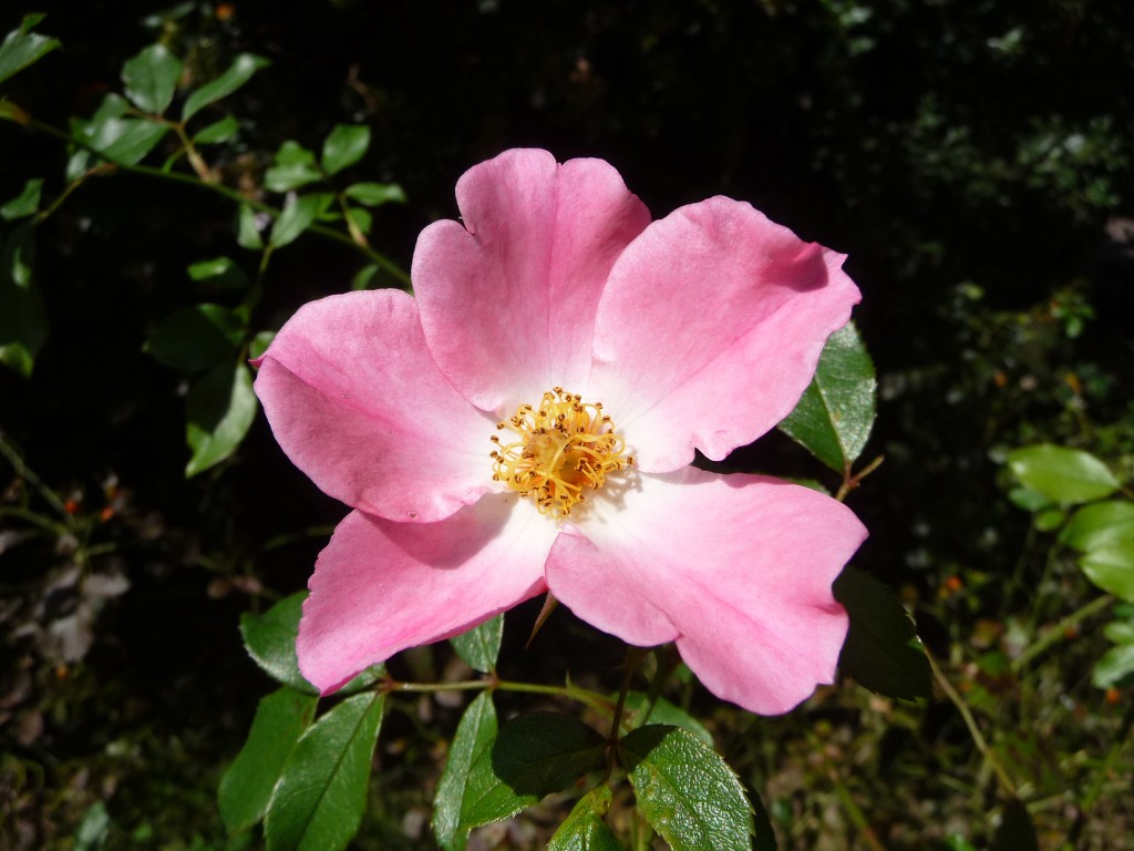 Fonds d'cran Nature Fleurs la fleur de l'amour