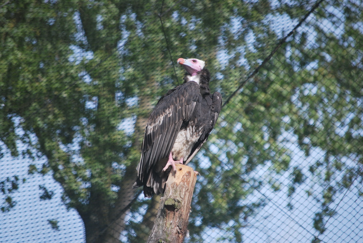 Fonds d'cran Animaux Oiseaux - Vautours 