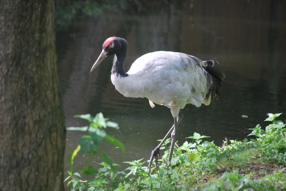 Fonds d'cran Animaux Oiseaux - Divers 