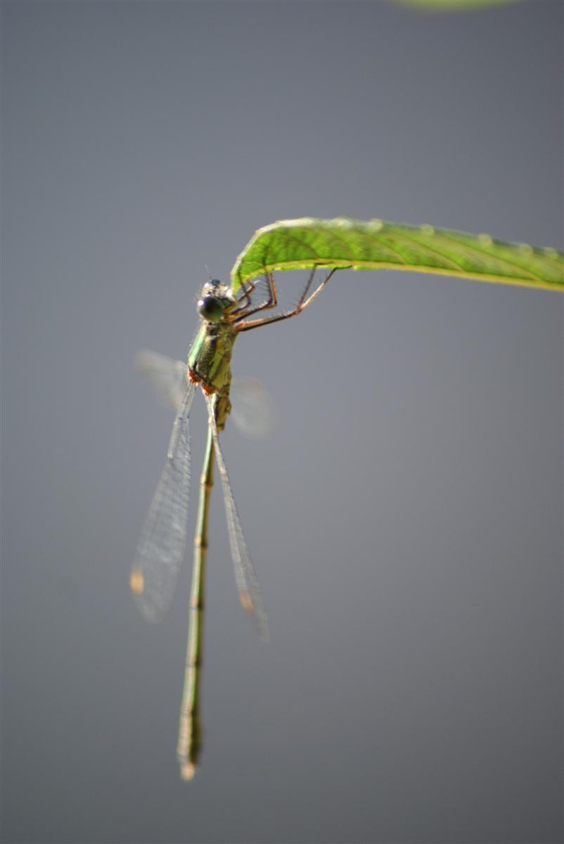 Fonds d'cran Animaux Insectes - Libellules 