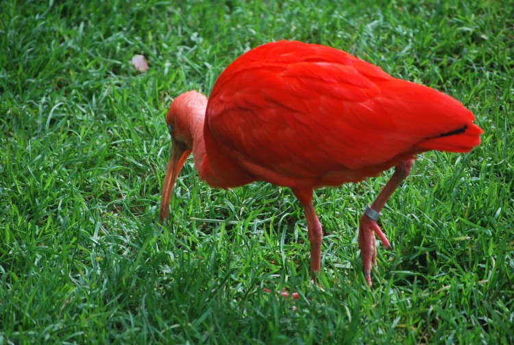 Fonds d'cran Animaux Oiseaux - Ibis Ibis rouge