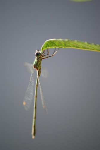 Fonds d'cran Animaux Insectes - Libellules Wallpaper N245963