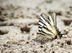 Wallpapers Animals Papillon de sable