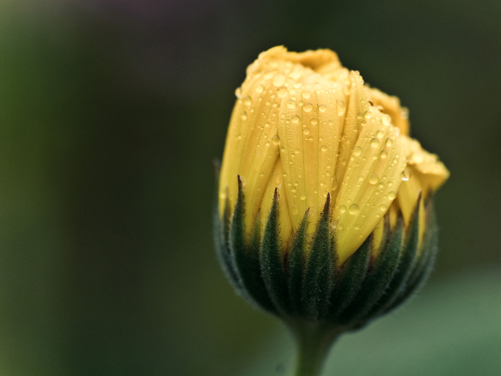 Wallpapers Nature Flowers Rose du matin sur une fleur naissante