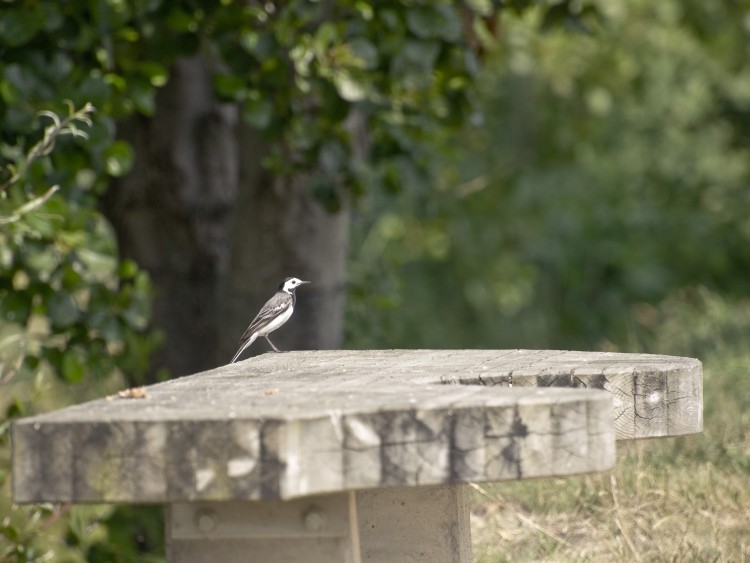 Fonds d'cran Animaux Oiseaux - Divers Bergeronnette grise