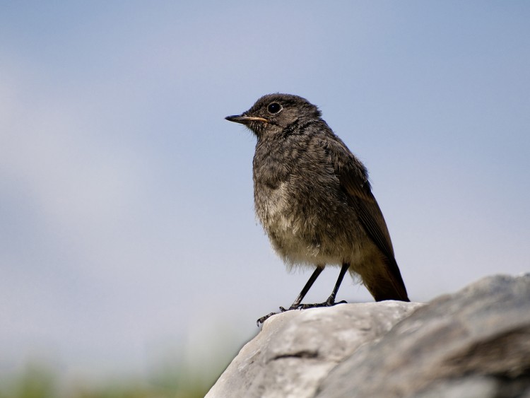 Wallpapers Animals Birds - Misc Queue Rousse