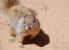 Fonds d'cran Animaux pause