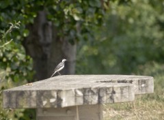 Fonds d'cran Animaux Bergeronnette grise