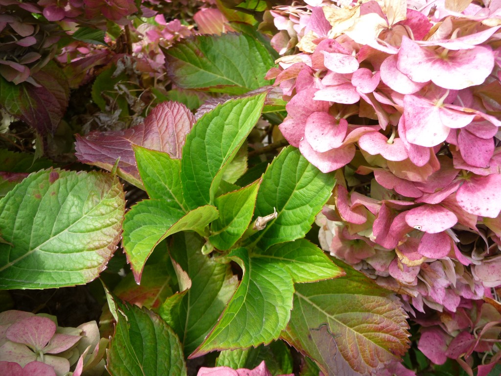 Fonds d'cran Nature Fleurs la splendeur de l'ortencia