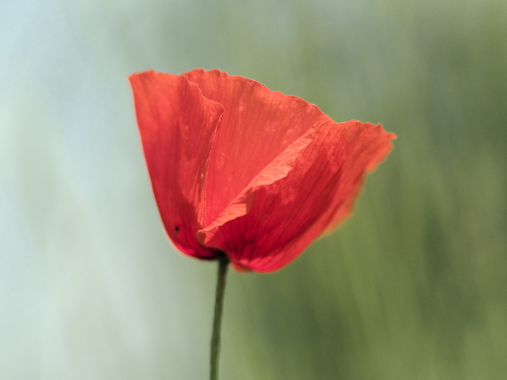 Fonds d'cran Nature Fleurs Coquelicot