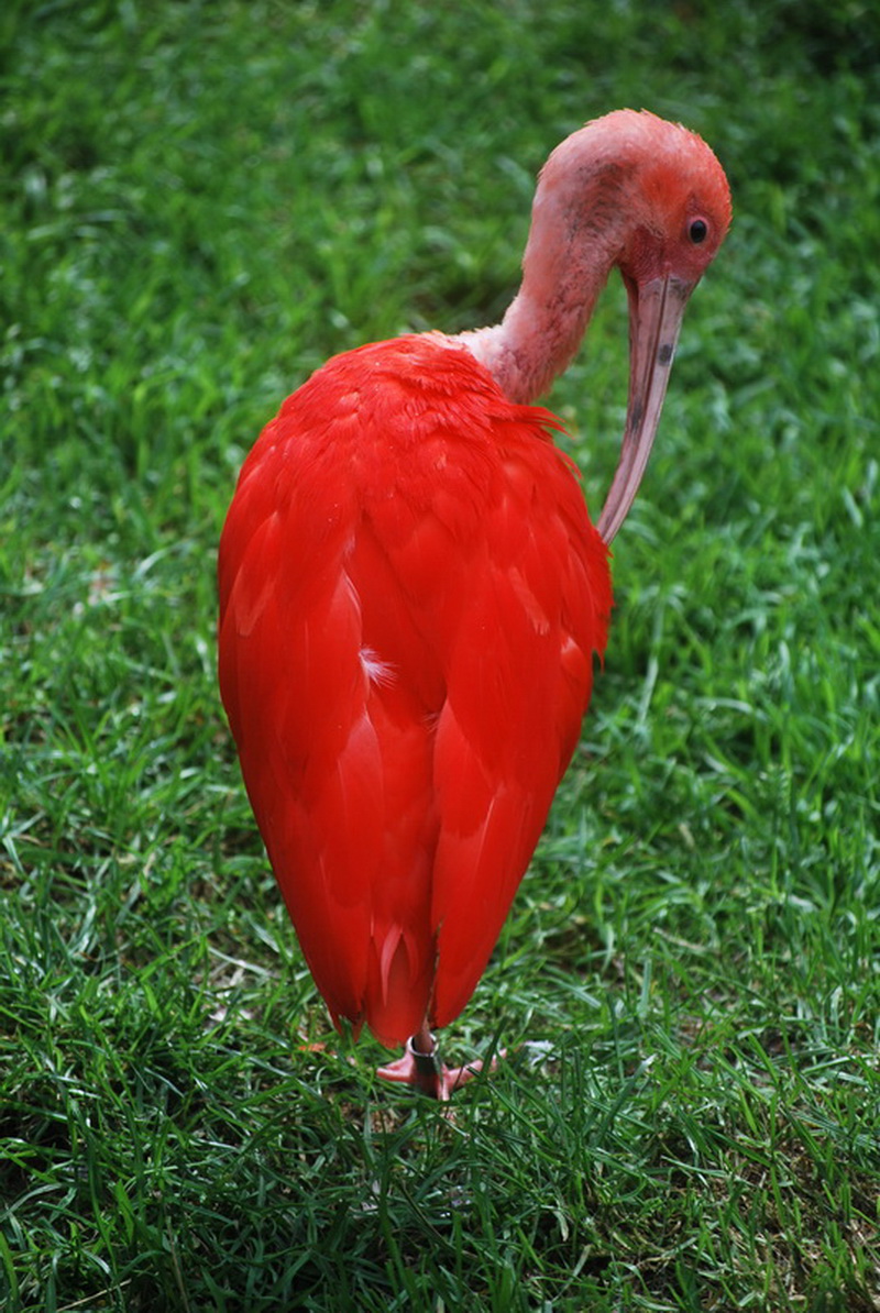 Fonds d'cran Animaux Oiseaux - Ibis Ibis rouge