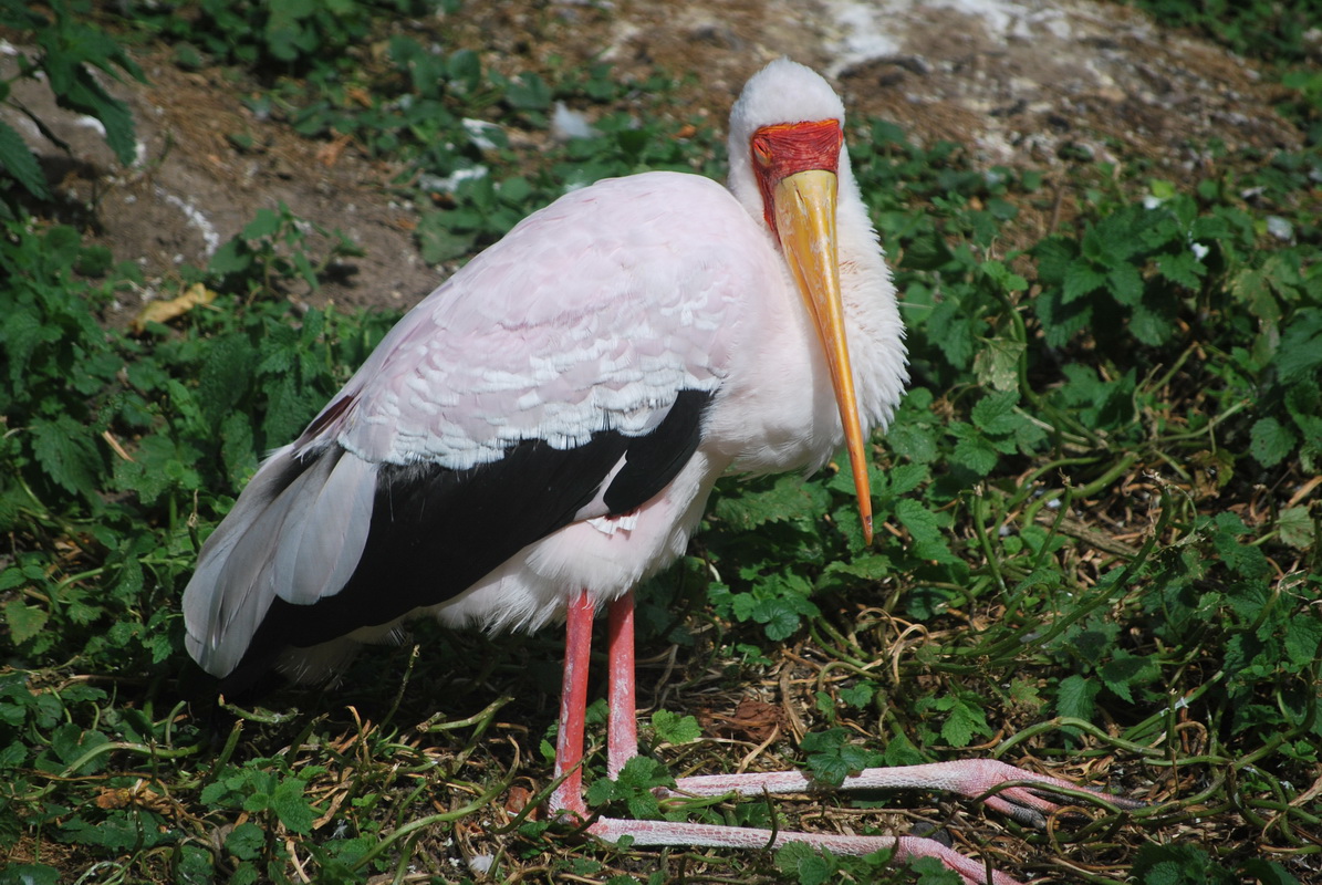 Fonds d'cran Animaux Oiseaux - Divers 