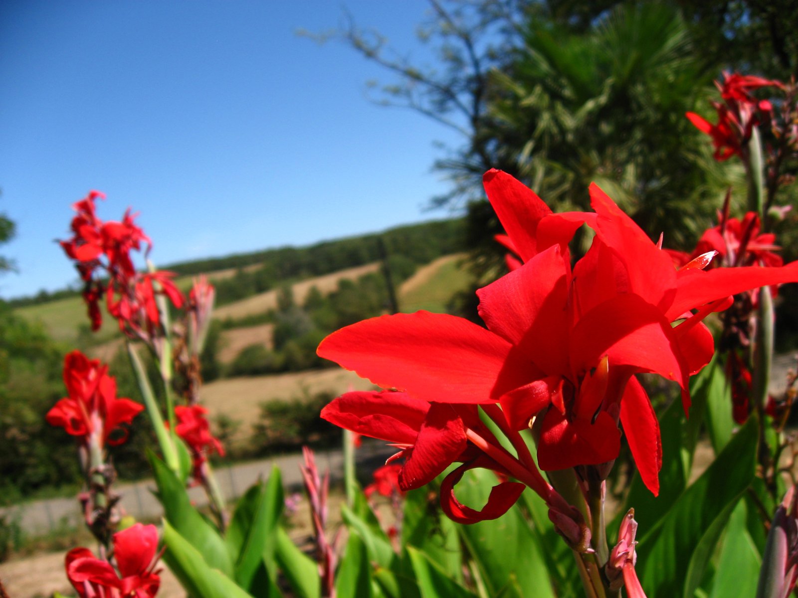 Fonds d'cran Nature Fleurs 