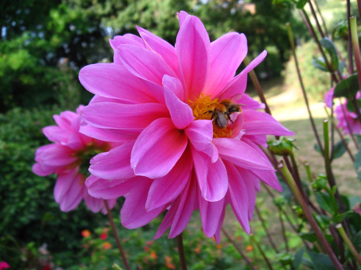 Fonds d'cran Nature Fleurs 