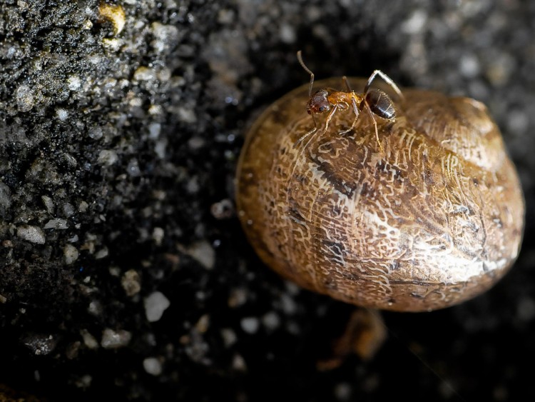 Fonds d'cran Animaux Insectes - Fourmis Une fable : la fourmi et l'escargot