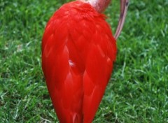 Wallpapers Animals Ibis rouge