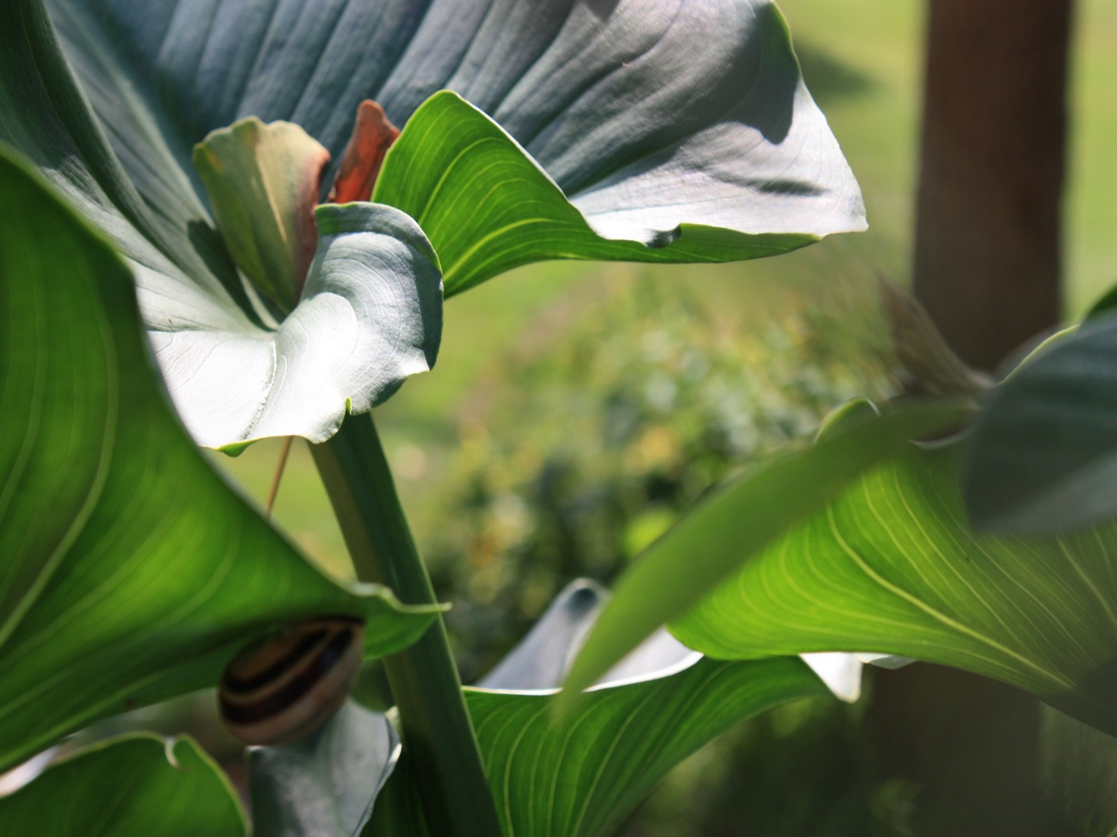 Wallpapers Nature Leaves - Foliage Verte sinuosit.