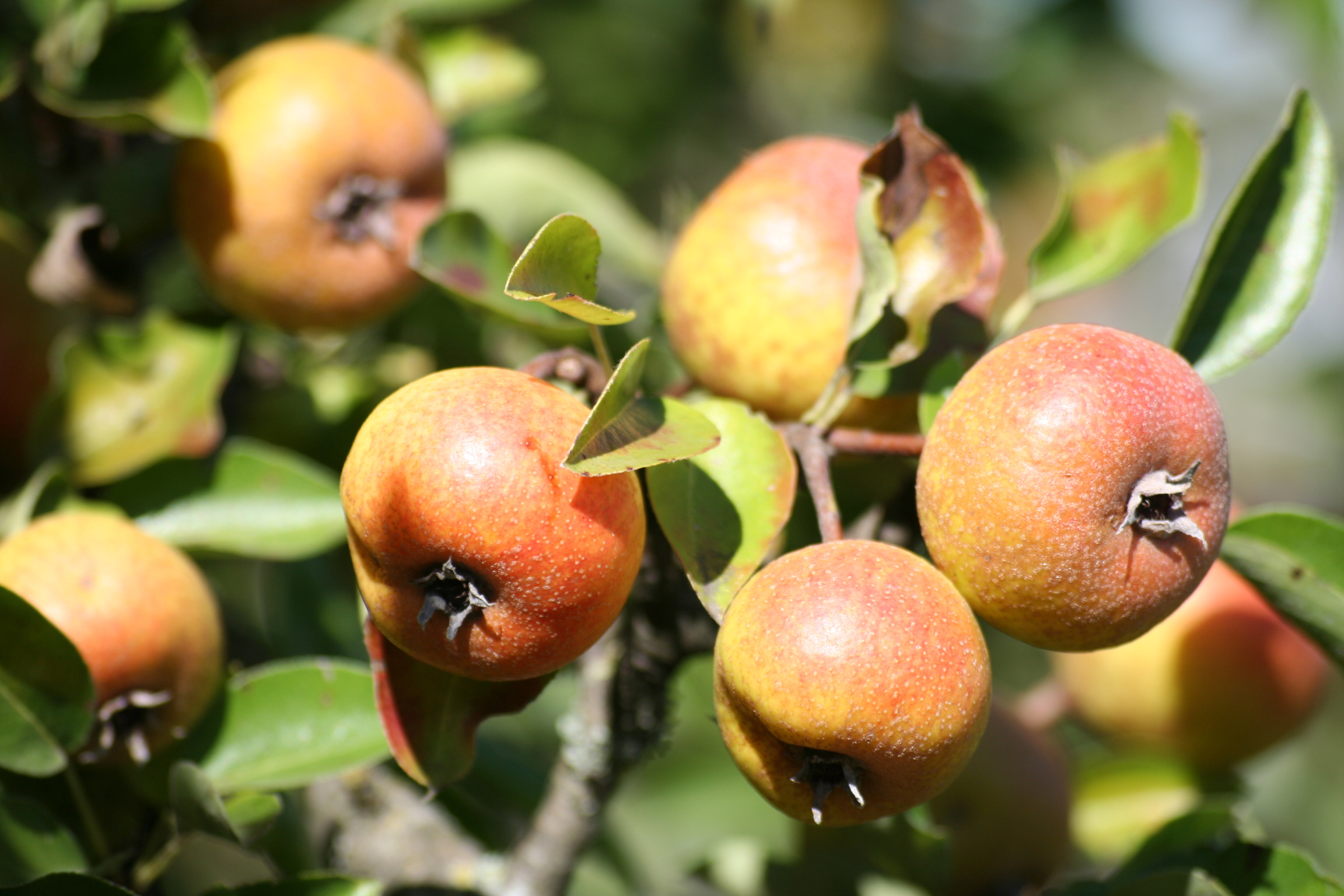 Fonds d'cran Nature Fruits Dans les pommes...