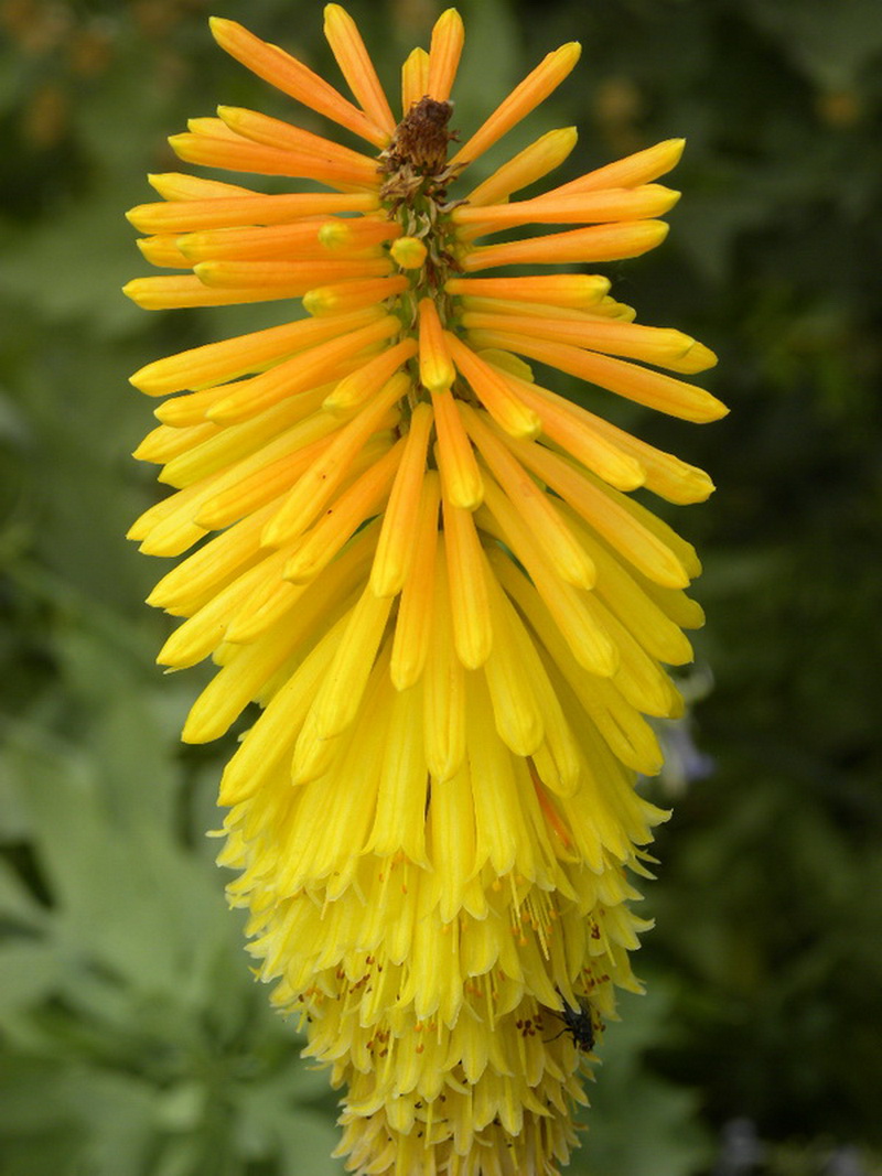 Fonds d'cran Nature Fleurs Paradisio