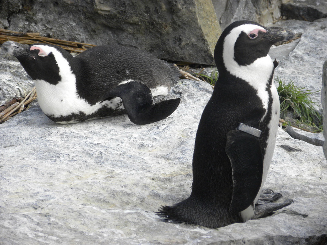 Fonds d'cran Animaux Divers Paradisio